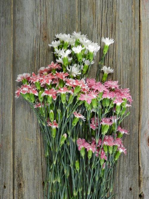 STAR DIANTHUS ASSORTED COLORS